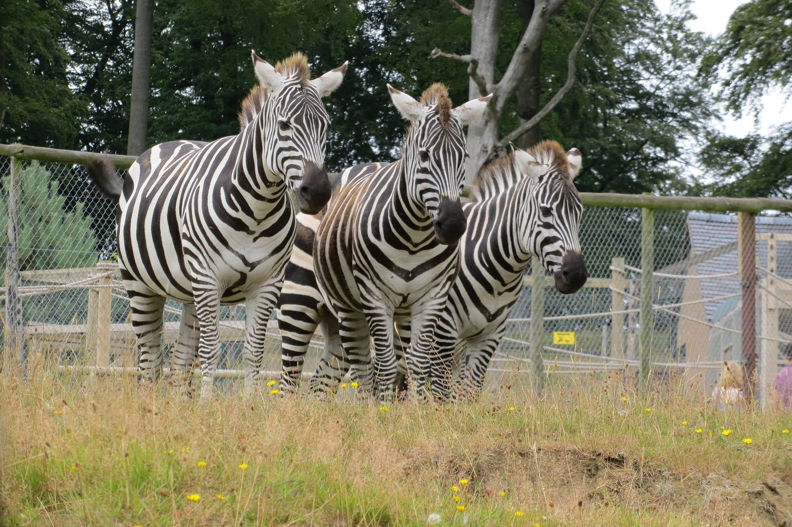 Grant's Zebras 270713