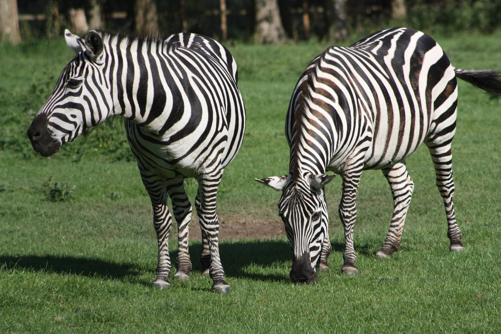 Grant's Zebras, 4th August 2014