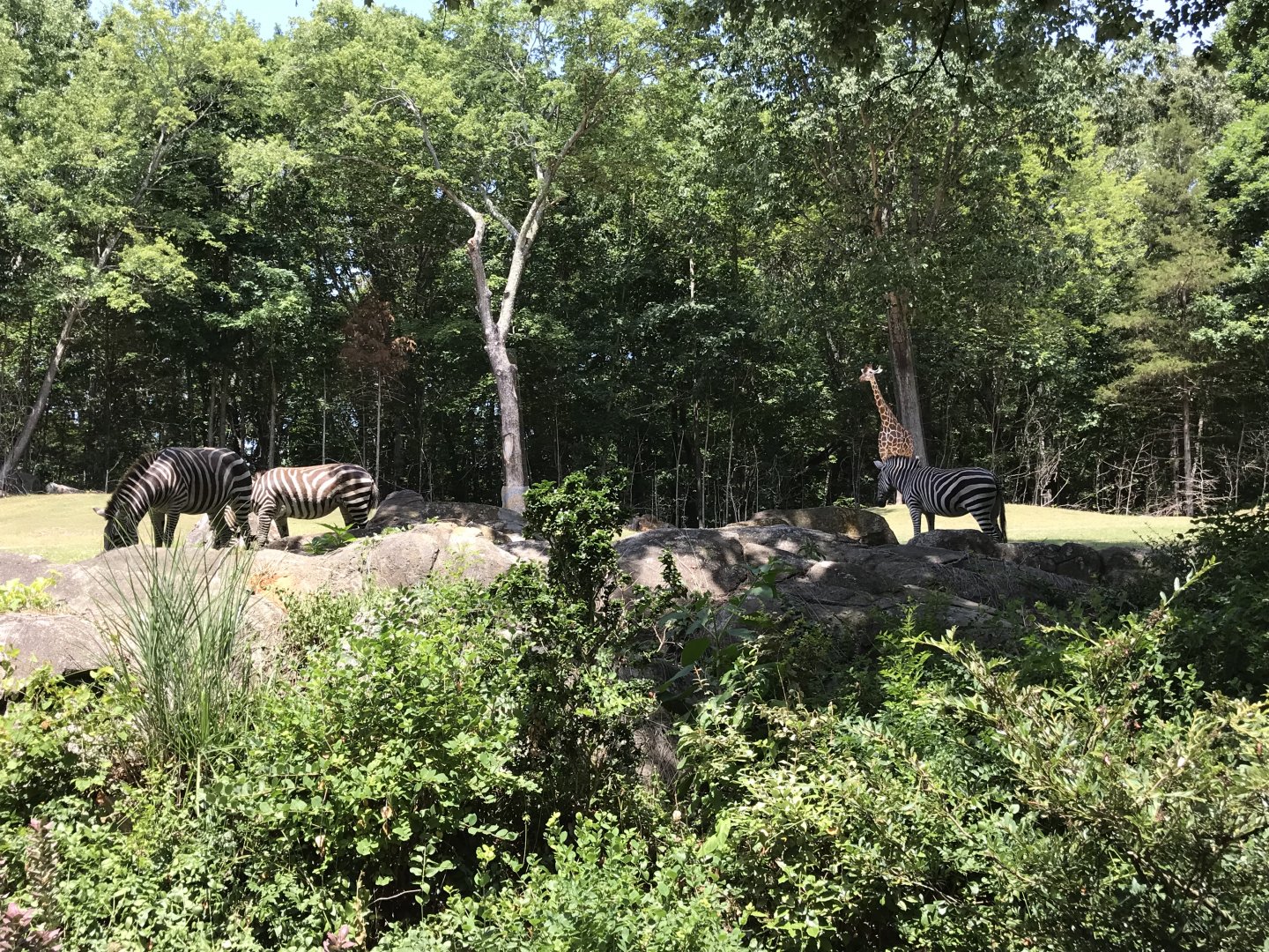 Grant's Zebras and Reticulated Giraffe