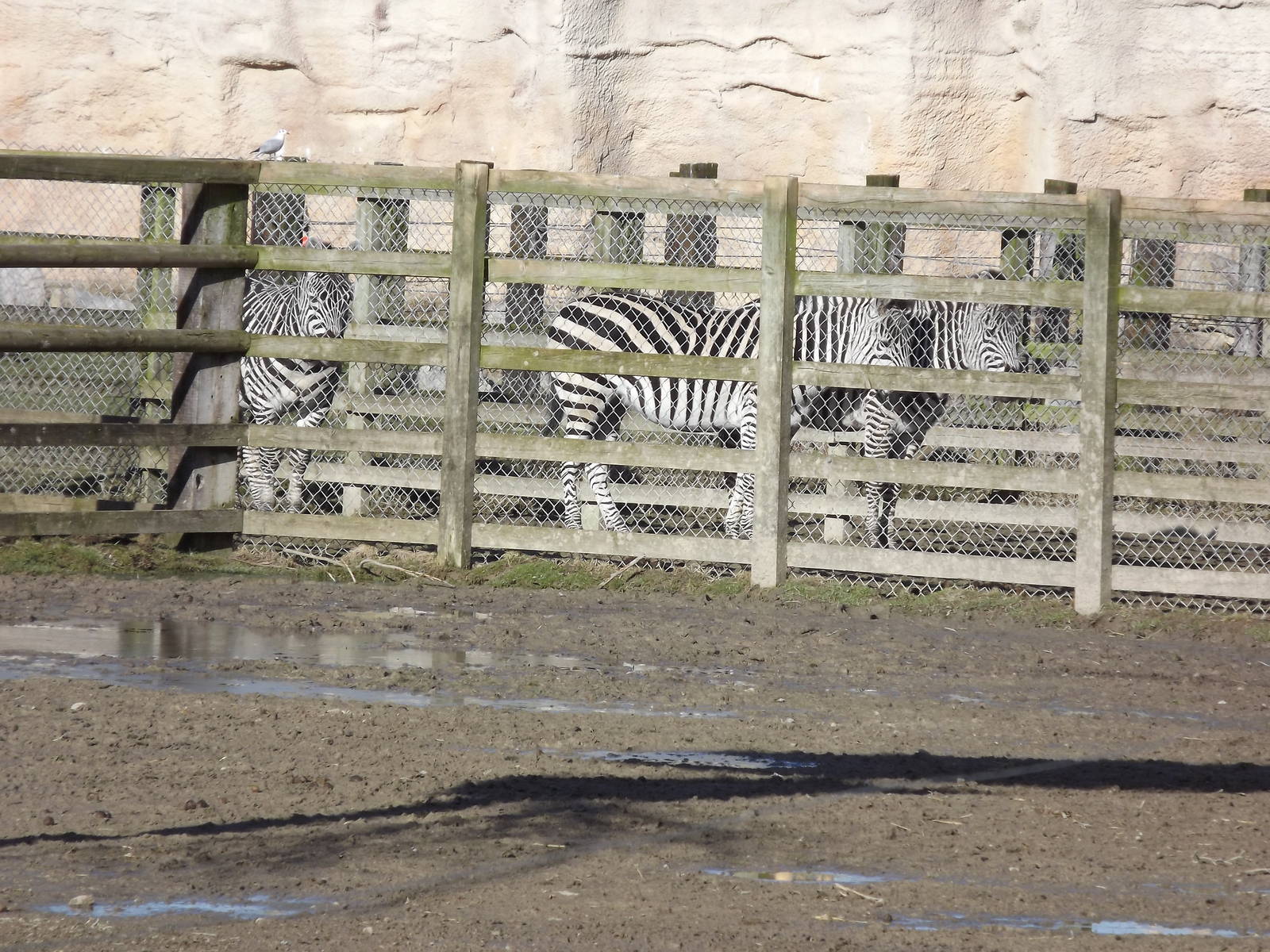 Grant's Zebras at Flamingoland 19/02/12