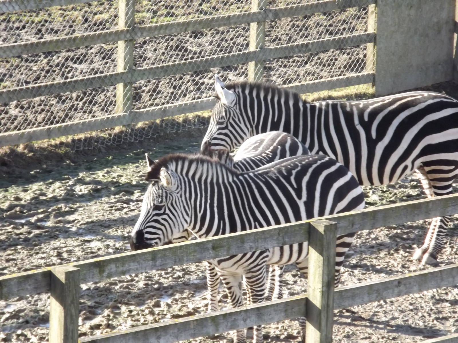 Grants Zebras at Flamingoland 19/02/12