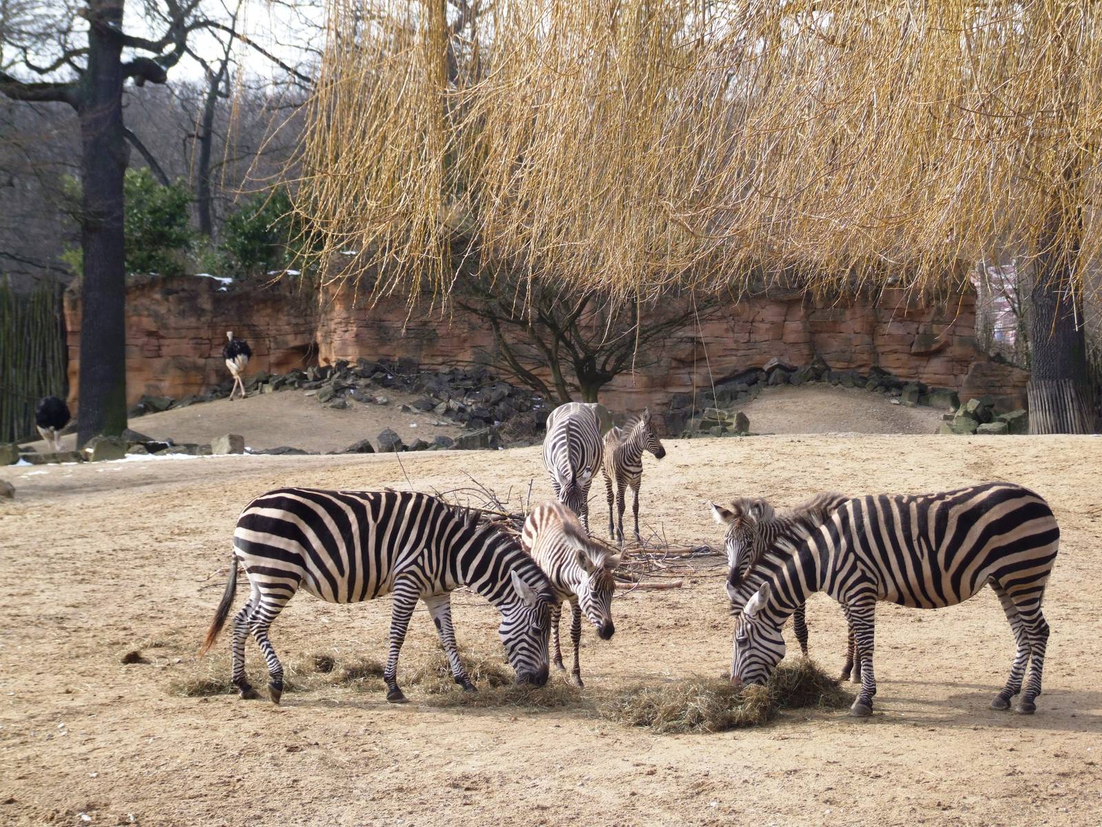Grant's Zebras at Hannover, 23/03/13