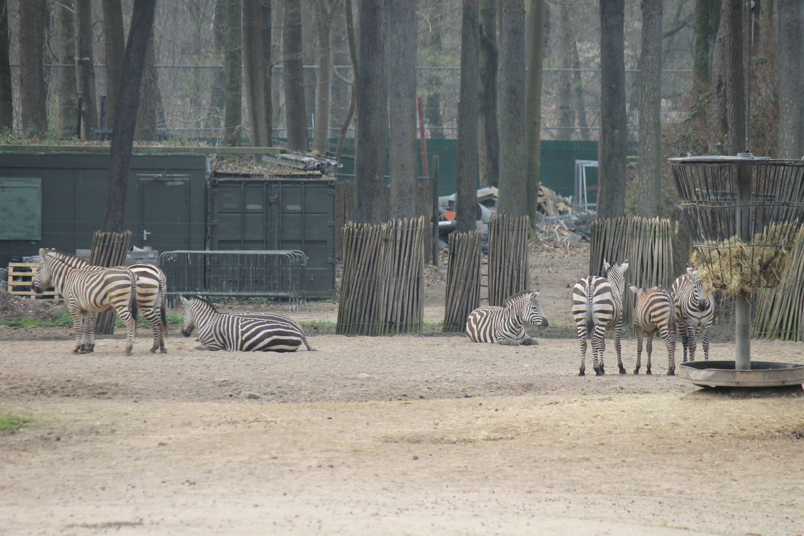 Grant's zebras, Burgers' Safari