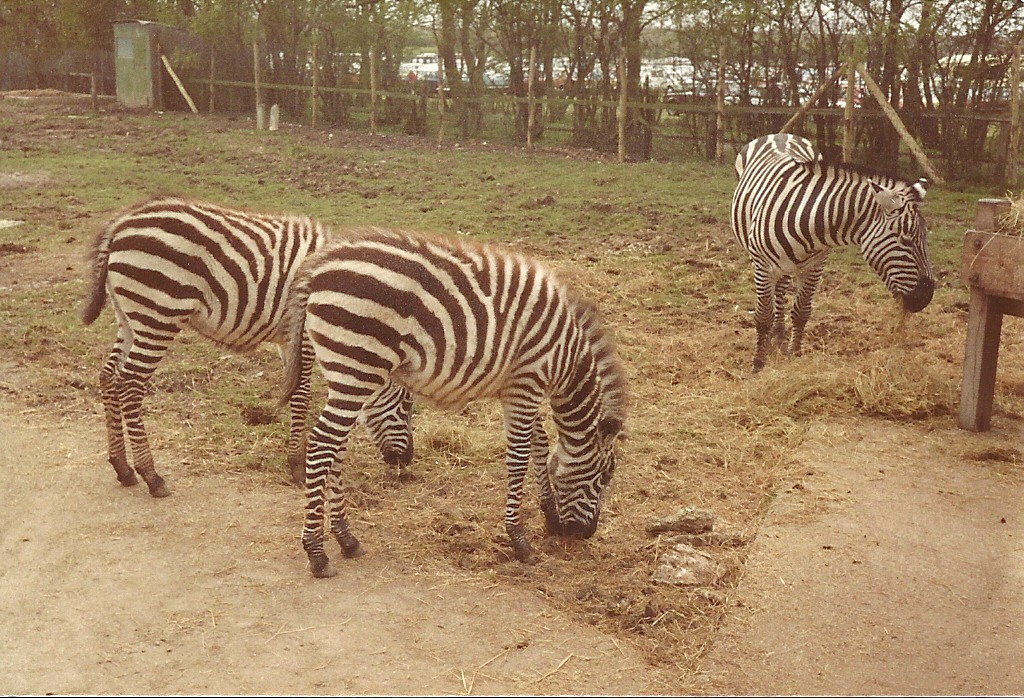 Grant's Zebras circa 1981