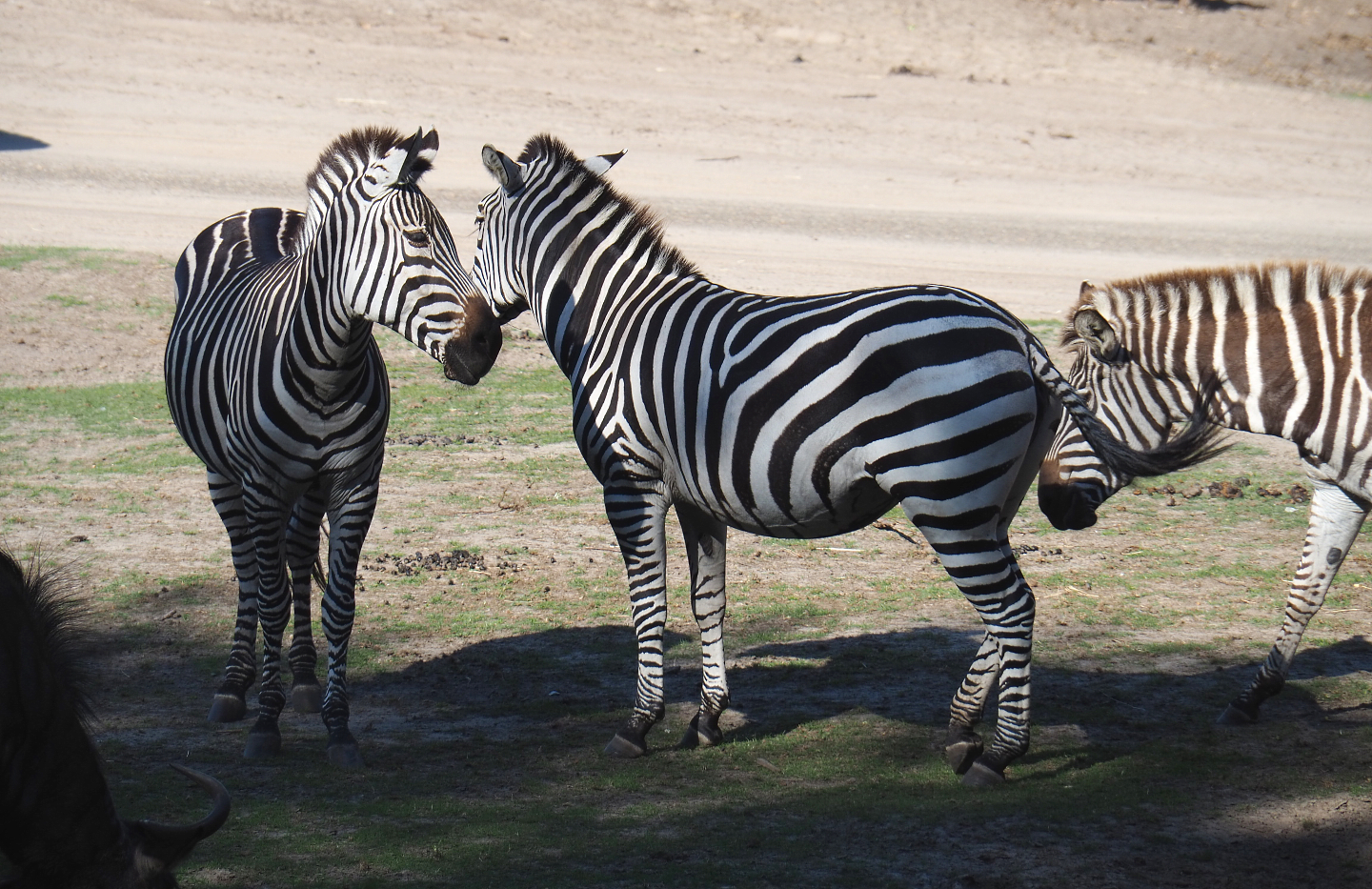 Grant's zebras (Equus quagga boehmi), 2019-09-15