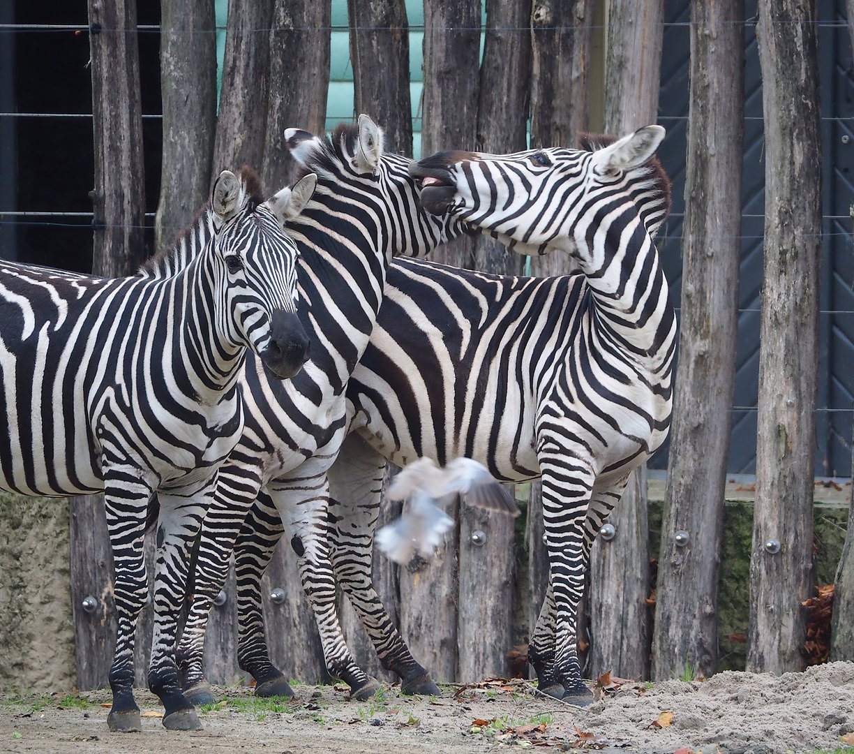 Grant's zebras (Equus quagga boehmi), 2022-10-29
