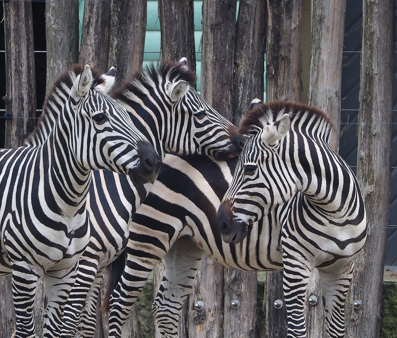Grant's zebras (Equus quagga boehmi), 2022-10-29