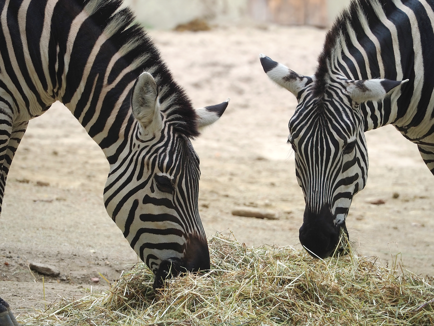 Grant's zebras (Equus quagga boehmi), 2023-07-02
