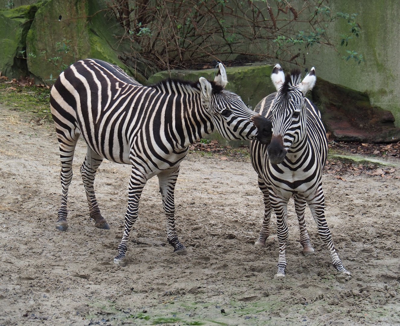 Grant's zebras (Equus quagga boehmi), 2024-02-17