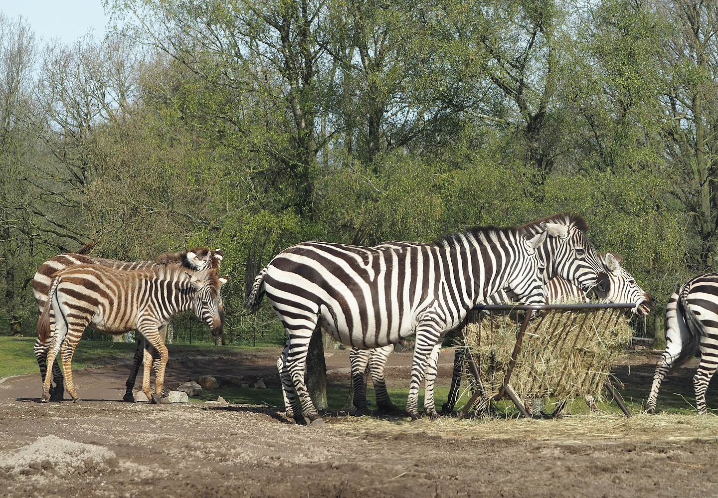 Grant's zebras (Equus quagga boehmi), 2024-04-06