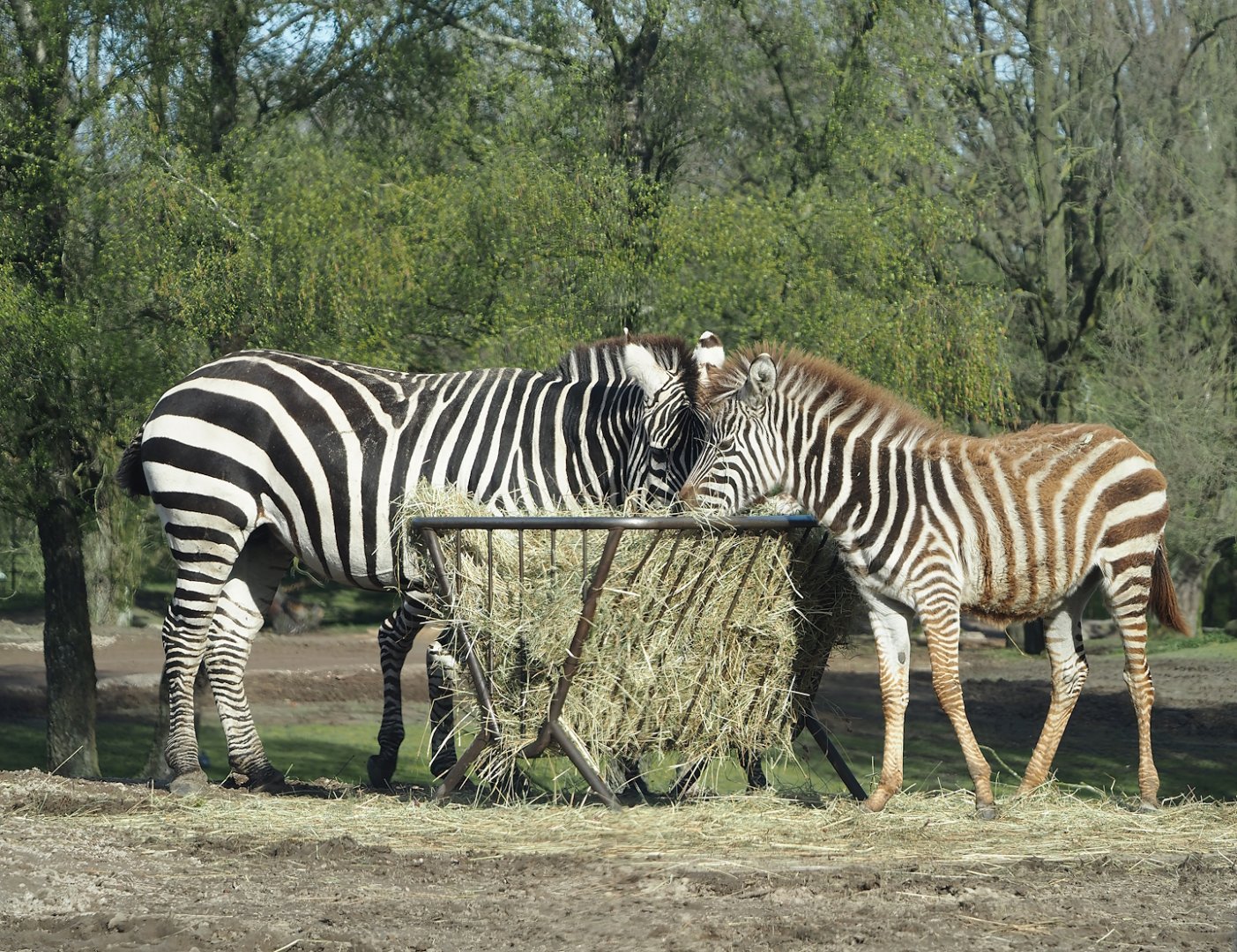 Grant's zebras (Equus quagga boehmi), 2024-04-06