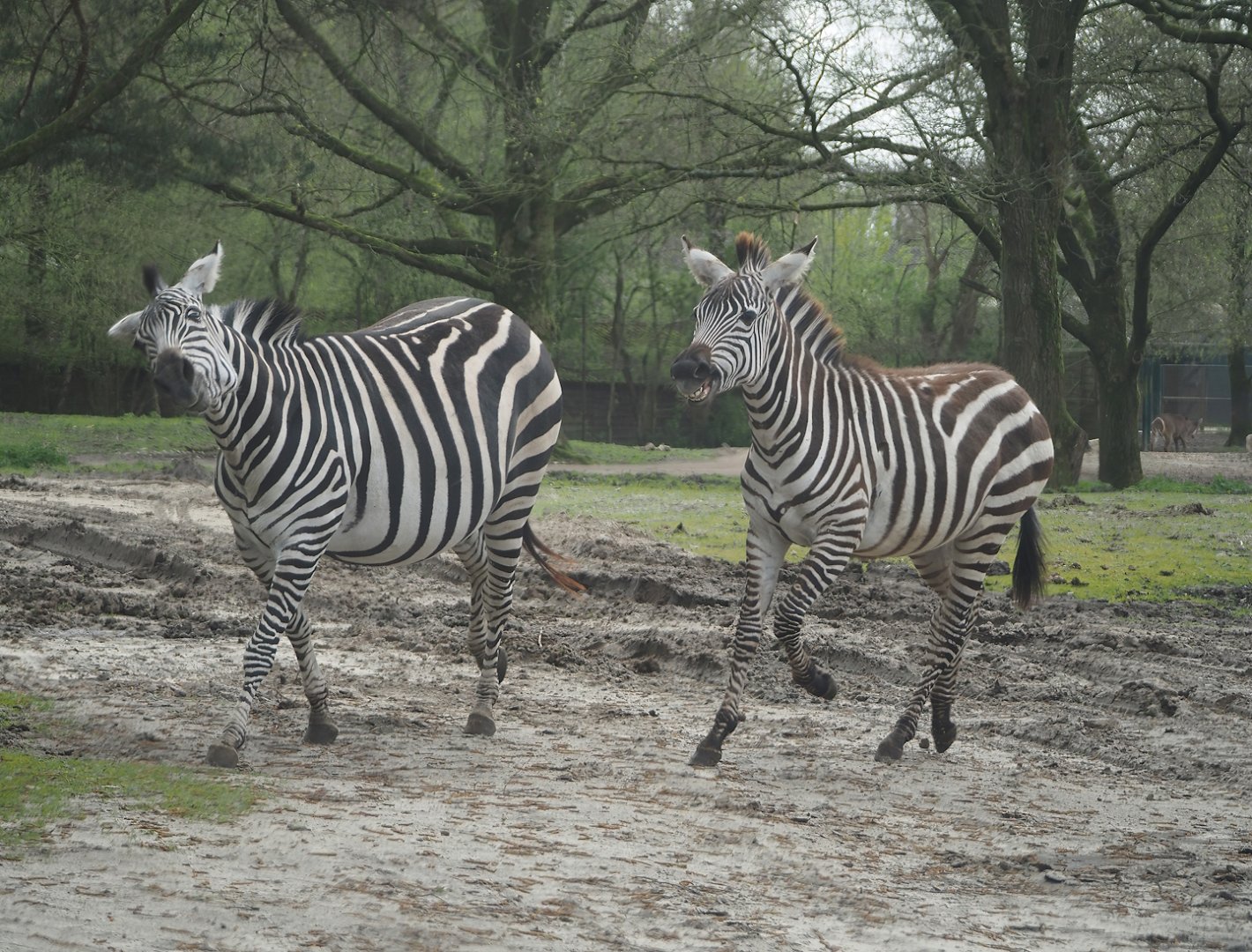 Grant's zebras (Equus quagga boehmi), 2024-04-06