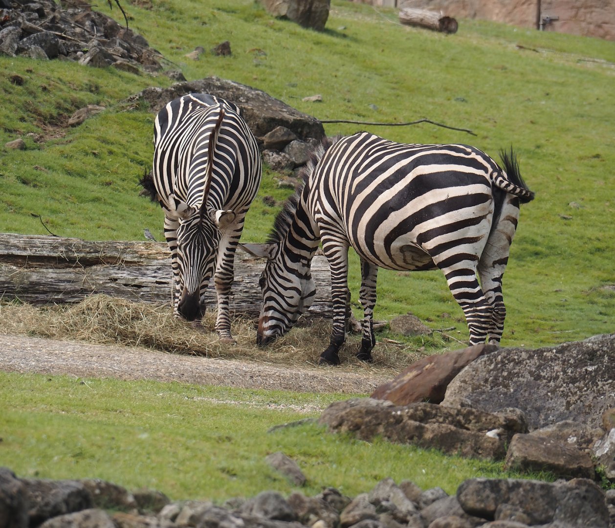 Grant's zebras (Equus quagga boehmi), 2024-08-05