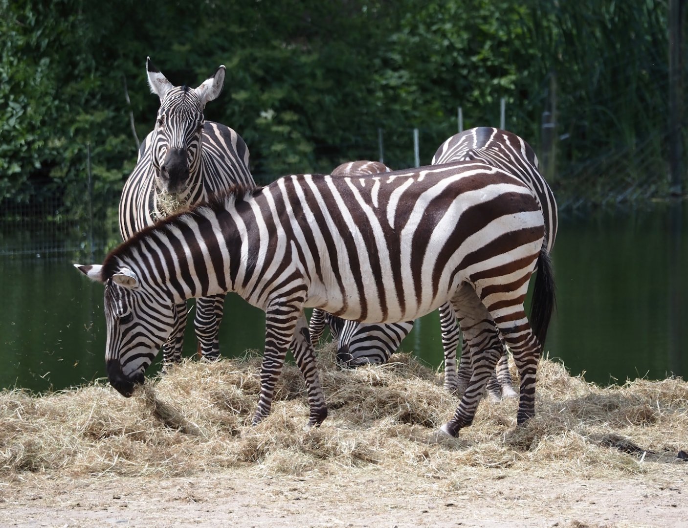 Grant's zebras (Equus quagga boehmi), 2025-05-17