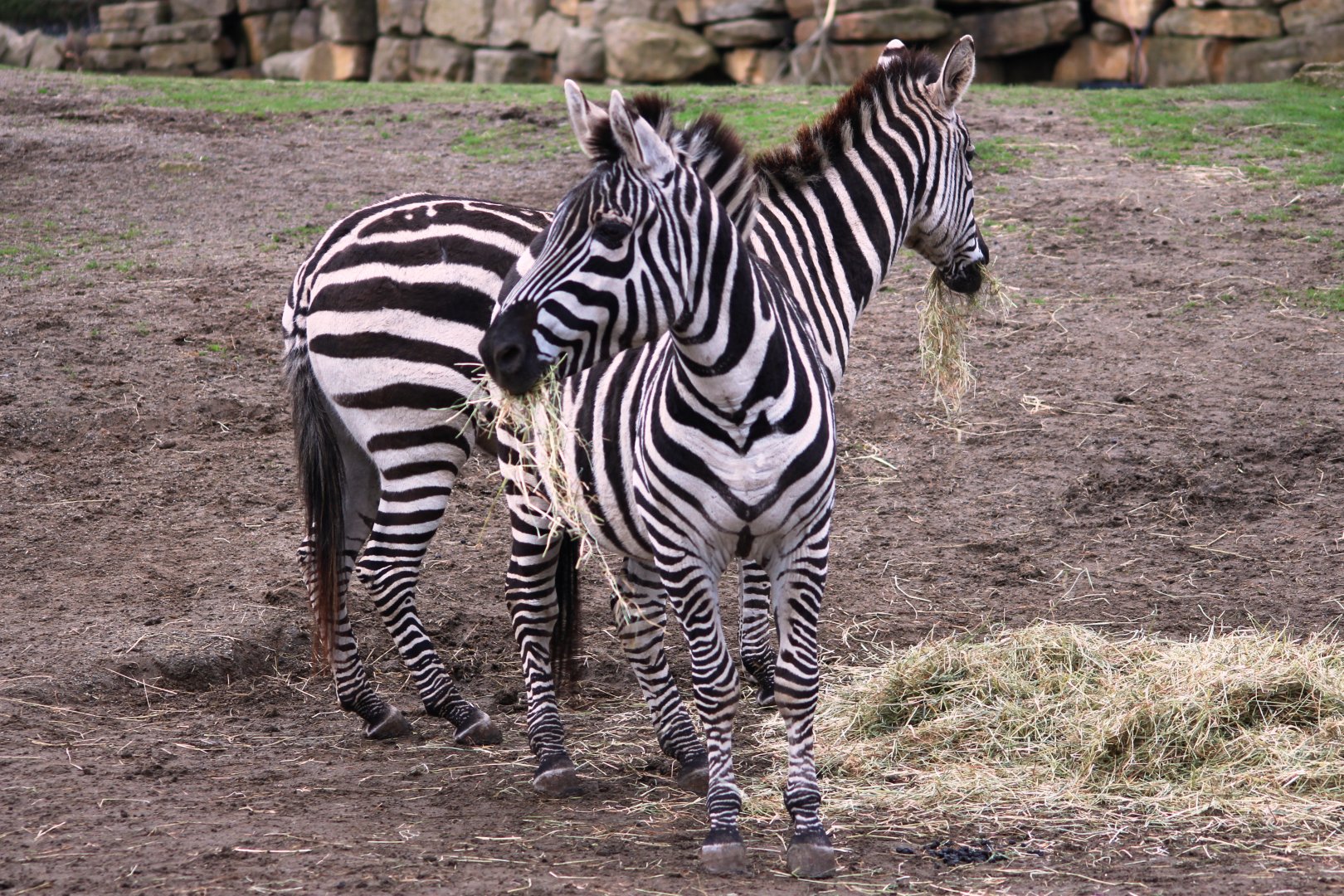 Grant's zebras (Equus quagga boehmi); 30th December 2018
