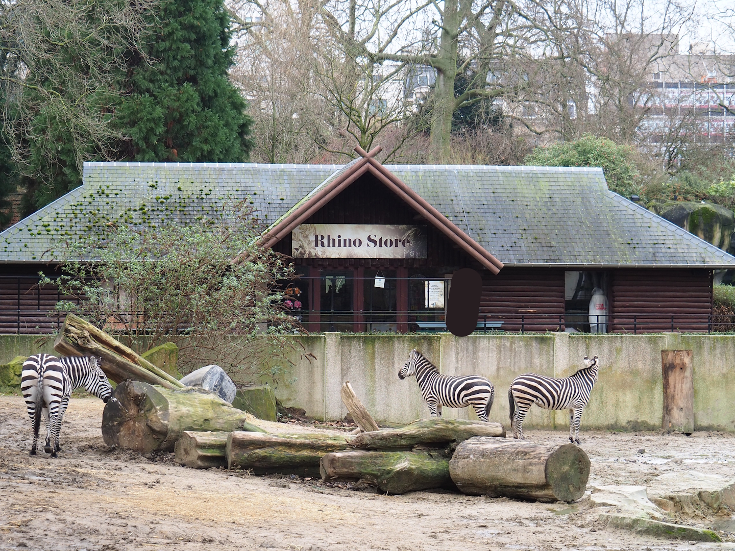 Grant's zebras (Equus quagga boehmi) and historical bovine stable, now a gift shop, 2024-02-17