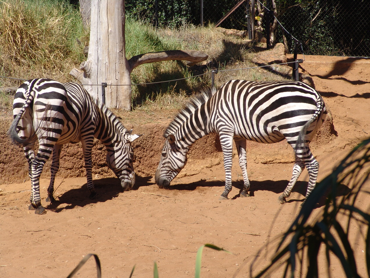 Grant's Zebras (Equus quagga boehmi)