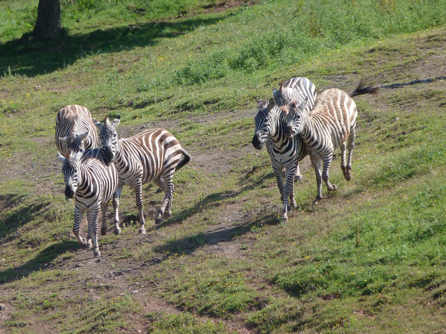 Grant's zebras -Parque de la Naturaleza de Cabárceno (2025)