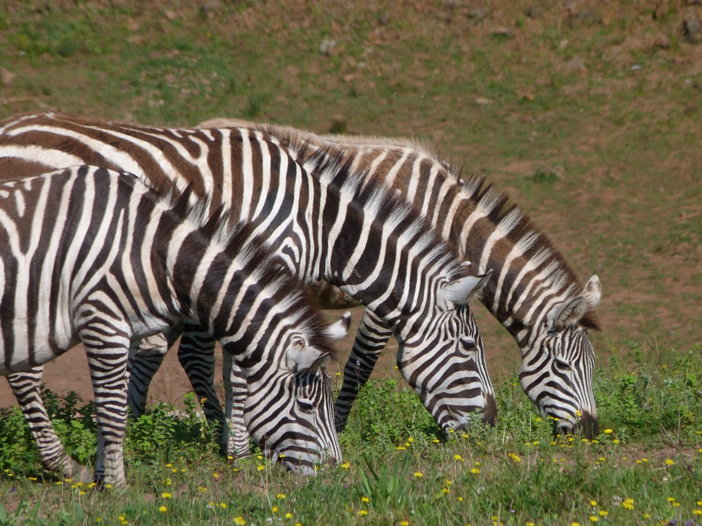 Grant's zebras -Parque de la Naturaleza de Cabárceno (2025)