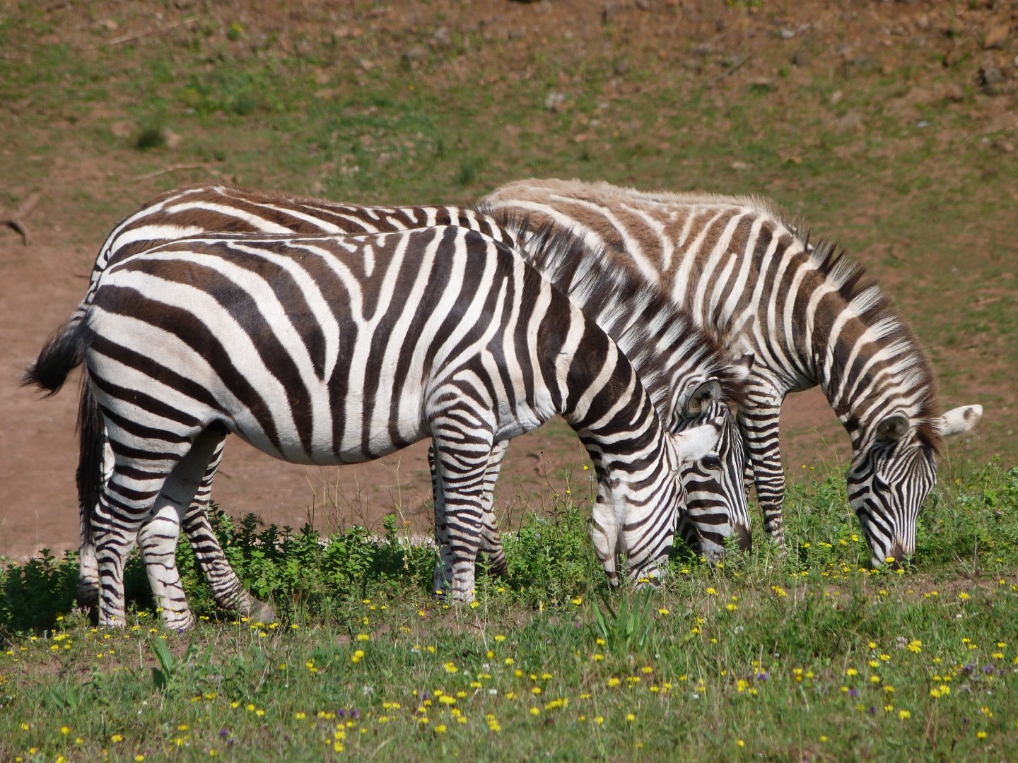 Grant's zebras -Parque de la Naturaleza de Cabárceno (2025)