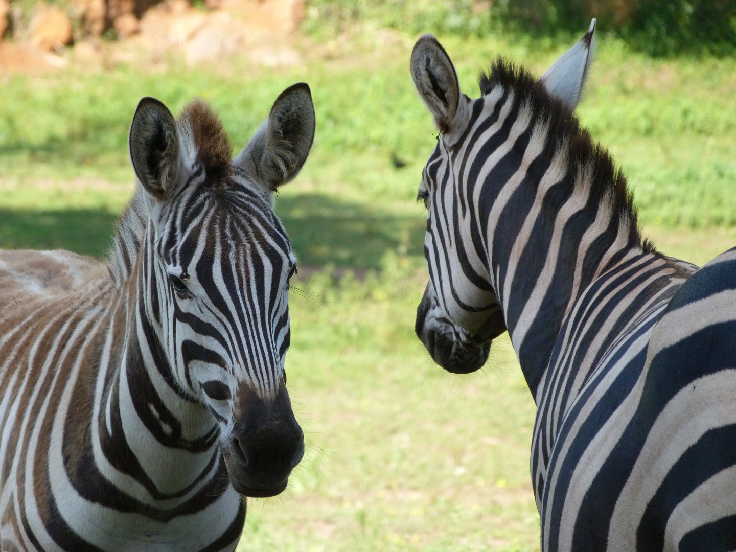 Grant's zebras -Parque de la Naturaleza de Cabárceno (2025)