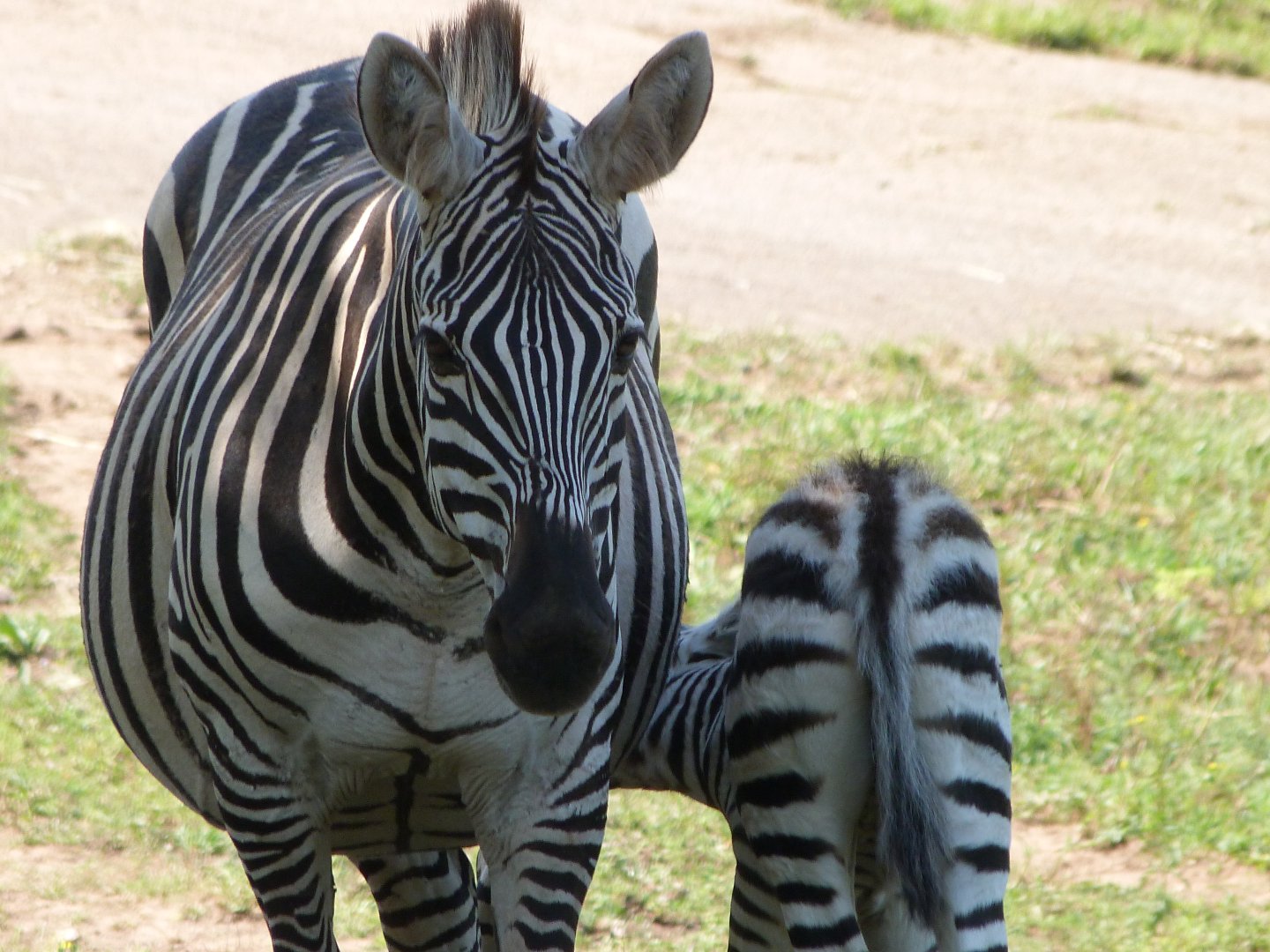 Grant's zebras -Parque de la Naturaleza de Cabárceno (2025)