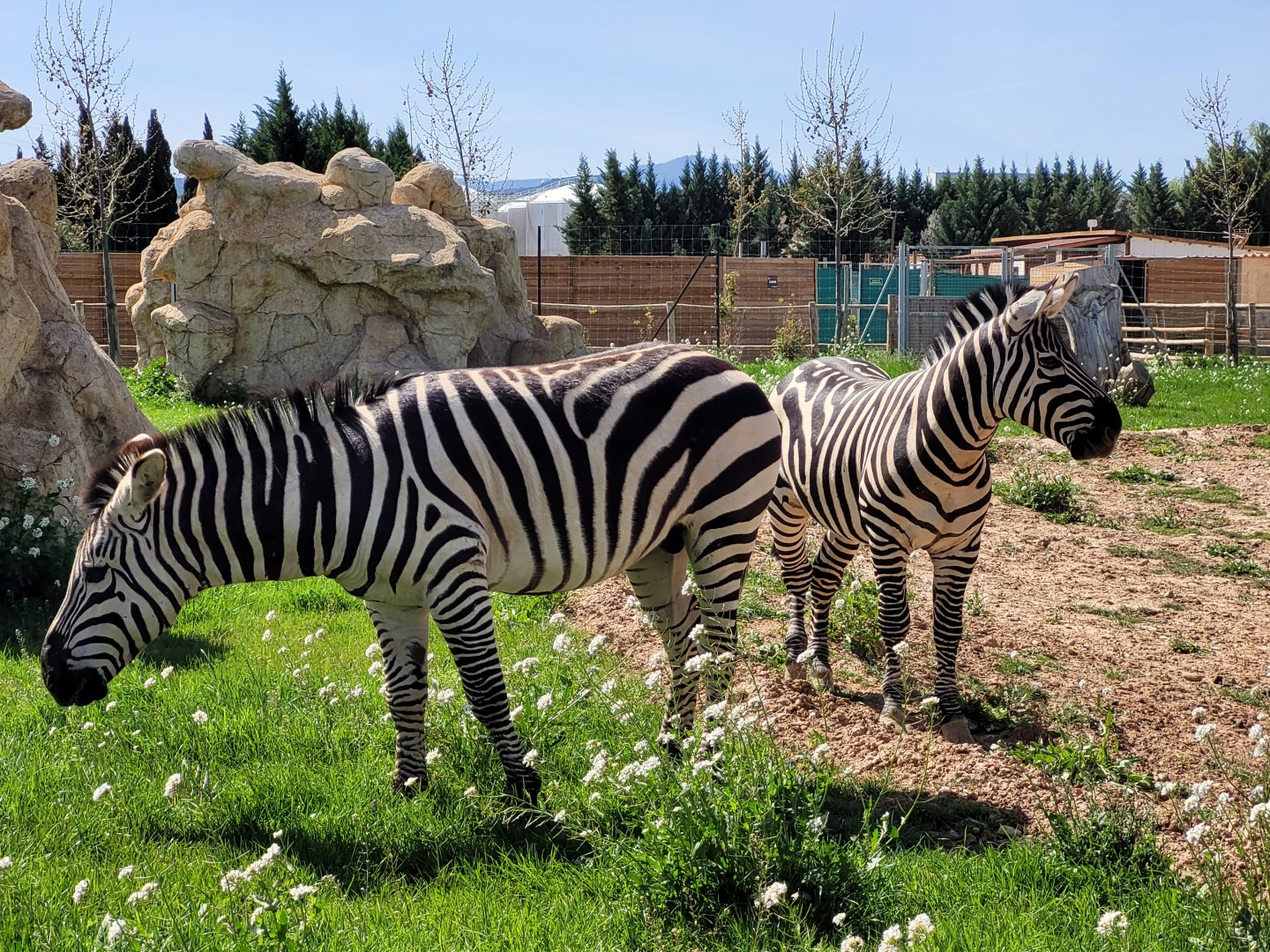 Grant's zebras -Tierra Rapaz (2024)