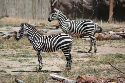 grants zebras