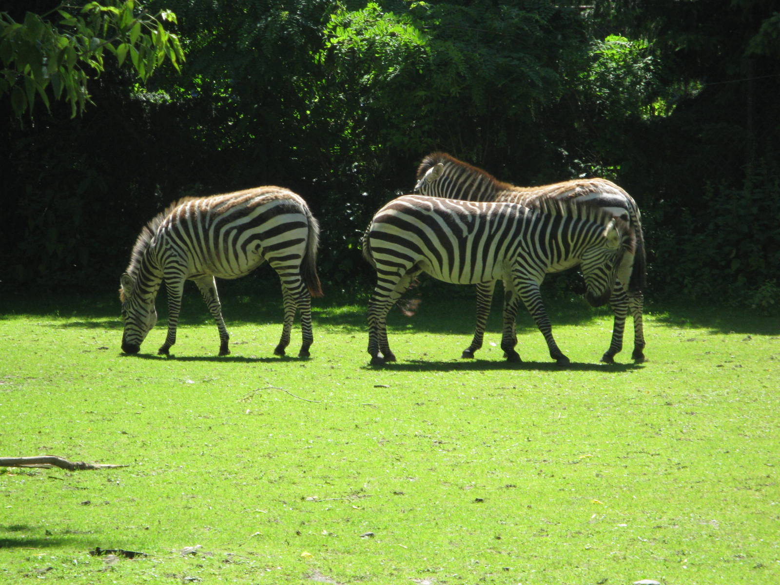 Grant's zebras