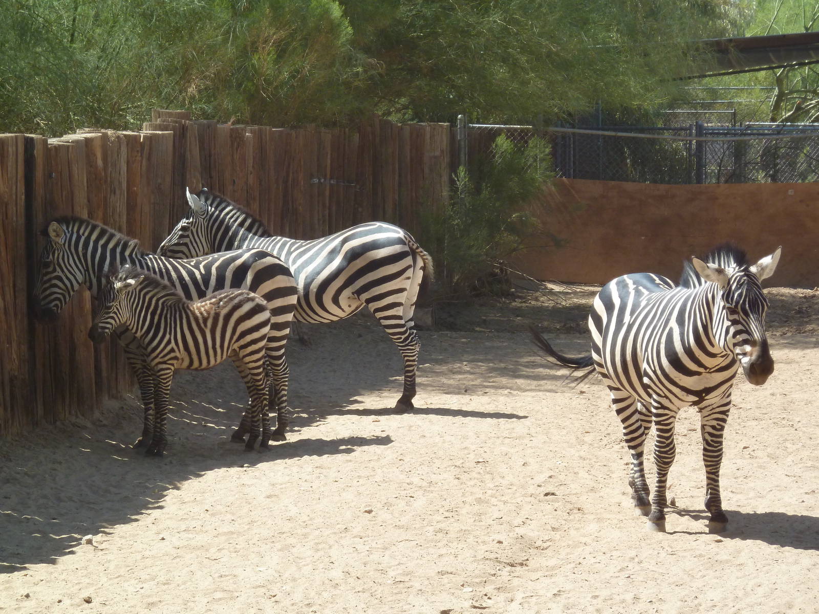 Grant's Zebras