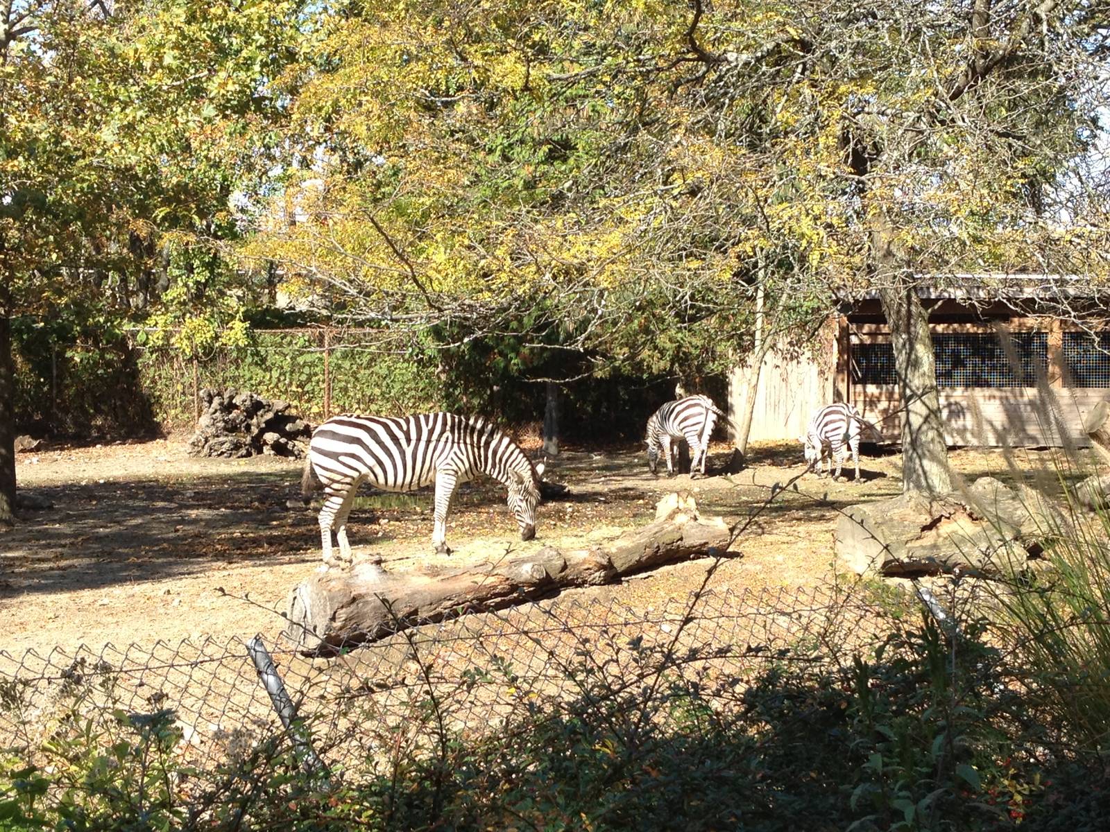 Grant's Zebras
