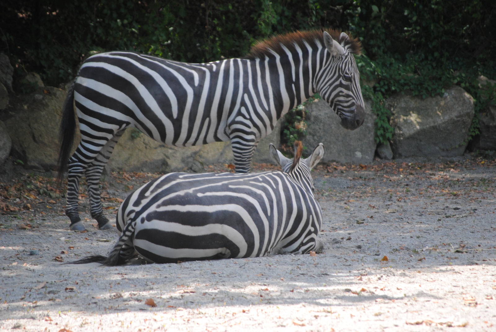 Grant's Zebras