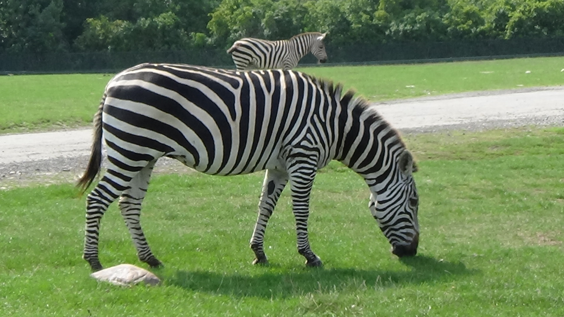 Grant's zebras