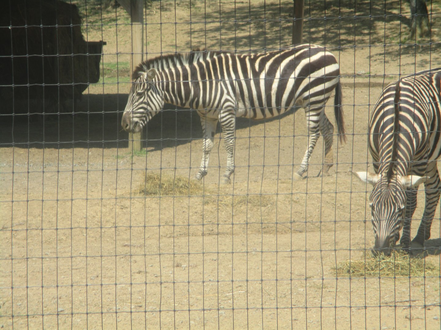Grant's zebras