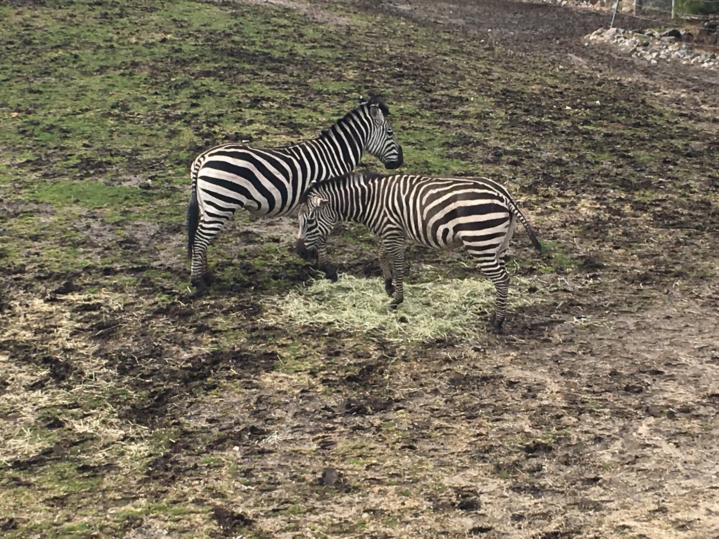Grant's Zebras
