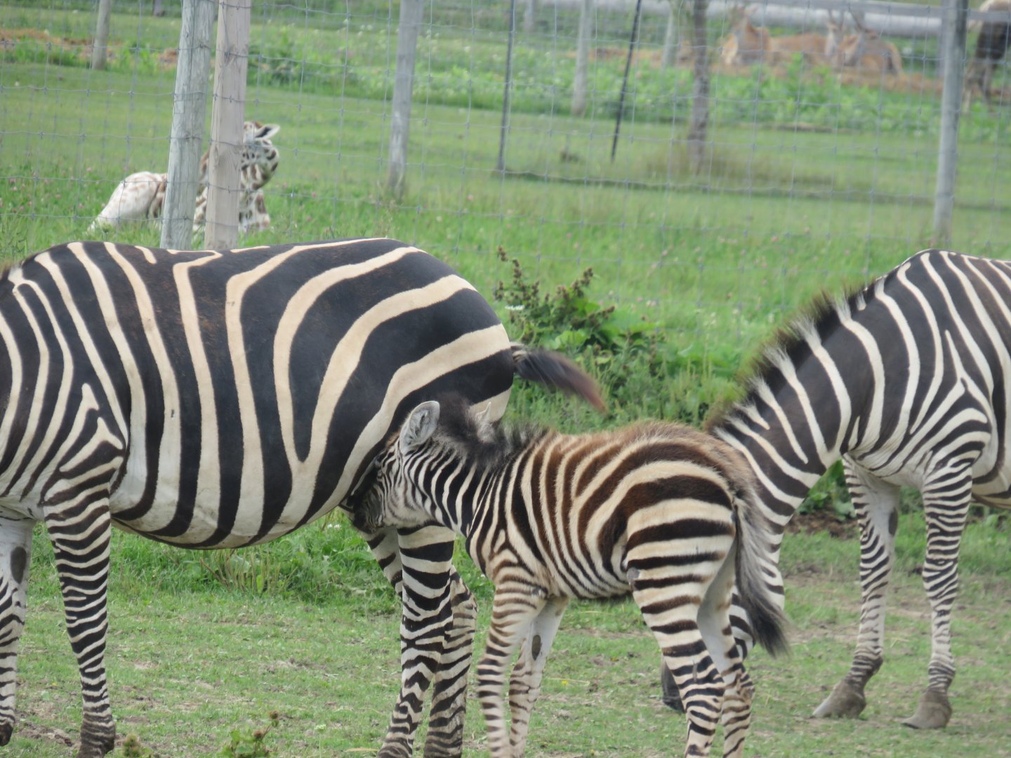 Grant's zebras