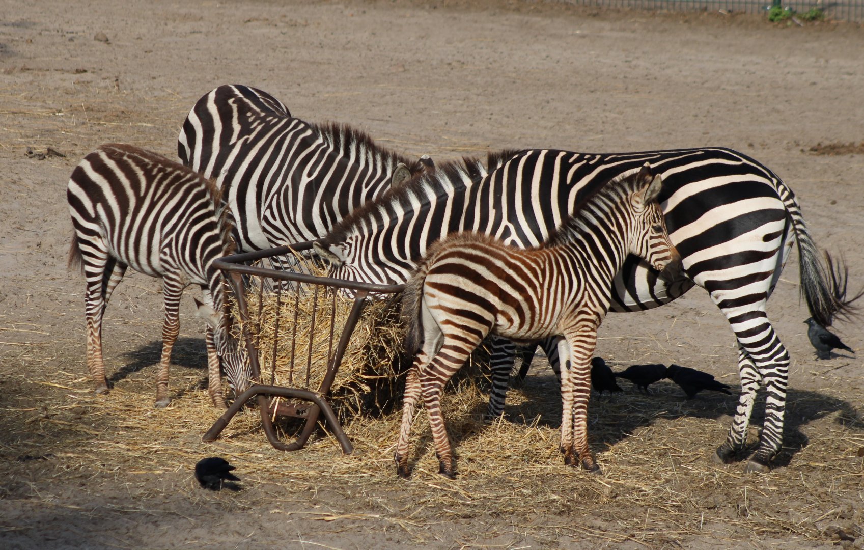 Grant's zebra's
