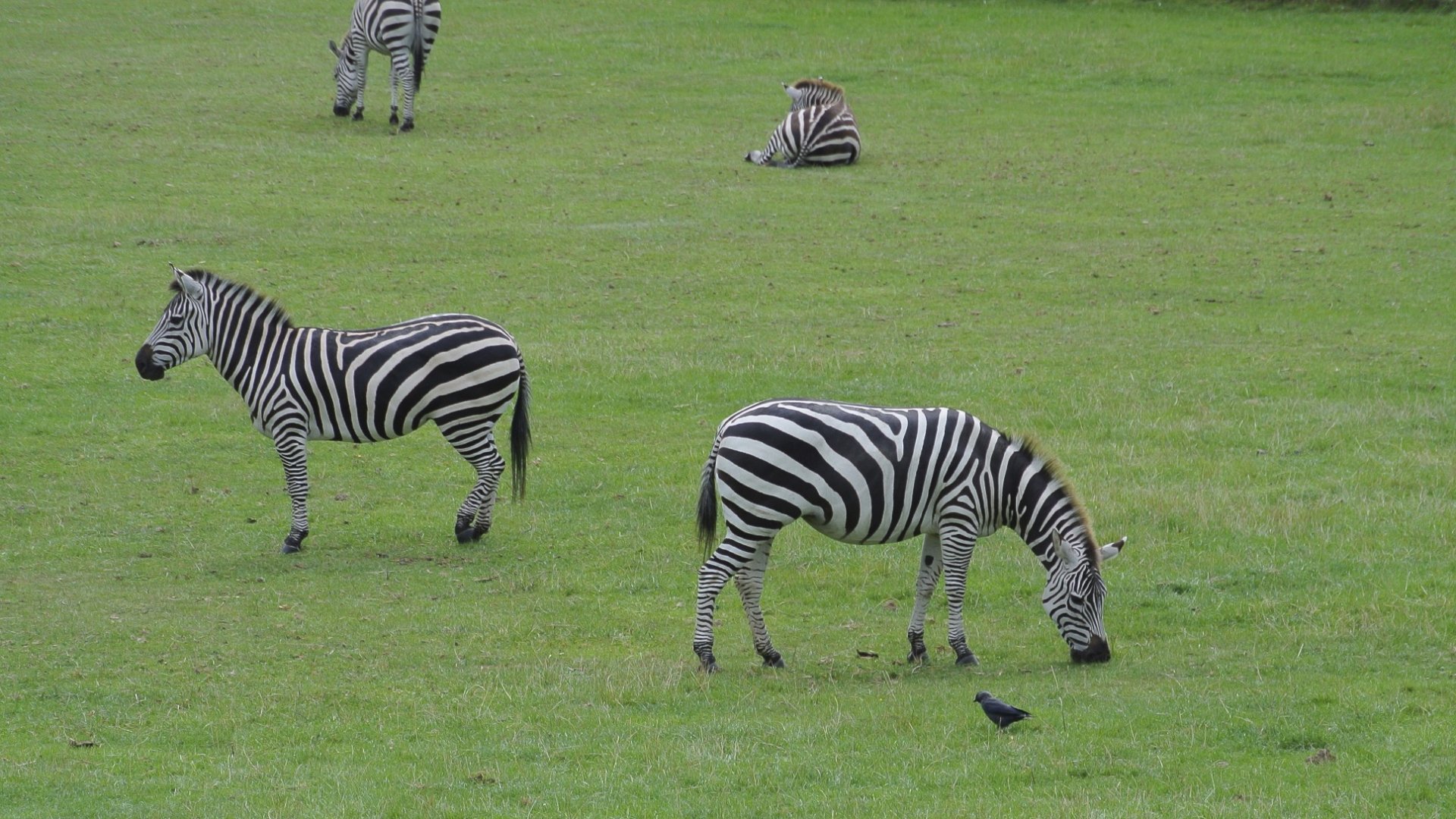 Grant's Zebras