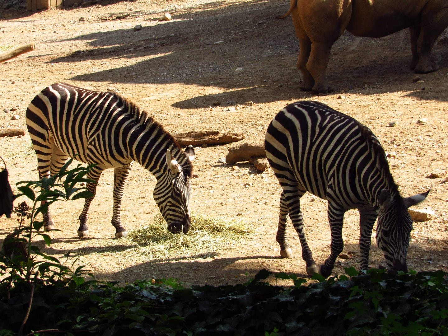 Grant's Zebras