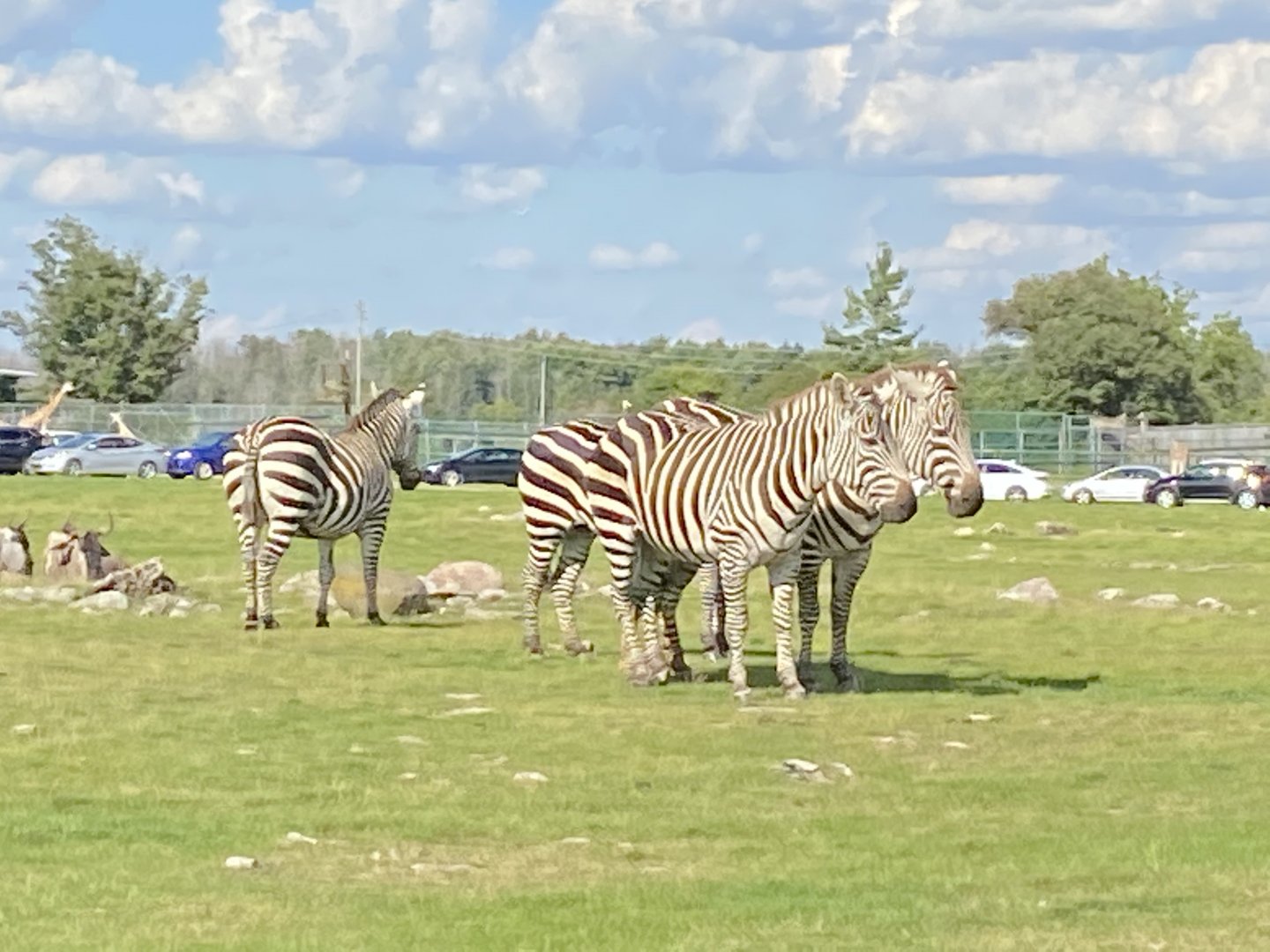 Grant’s Zebras