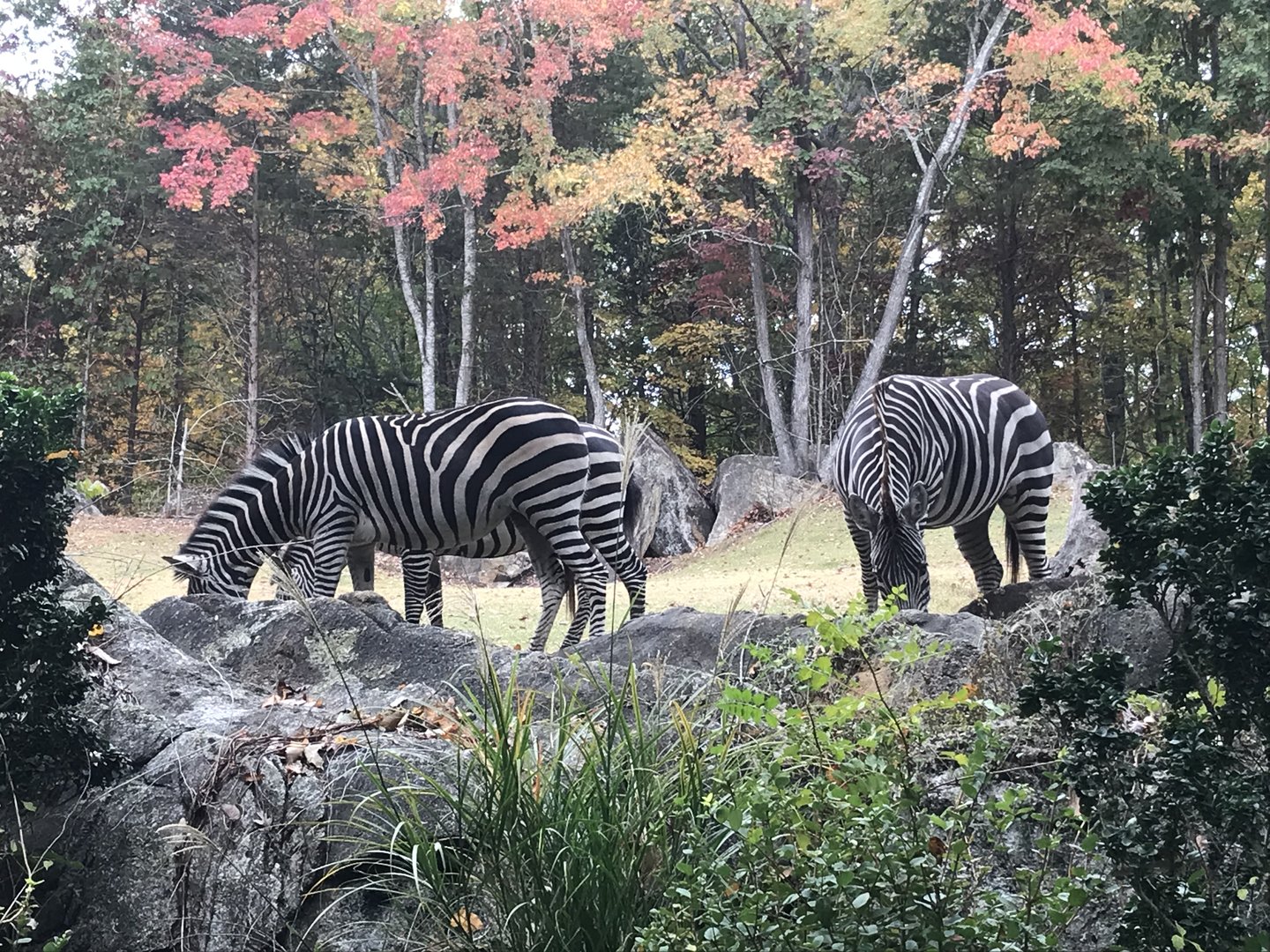 Grant’s Zebras