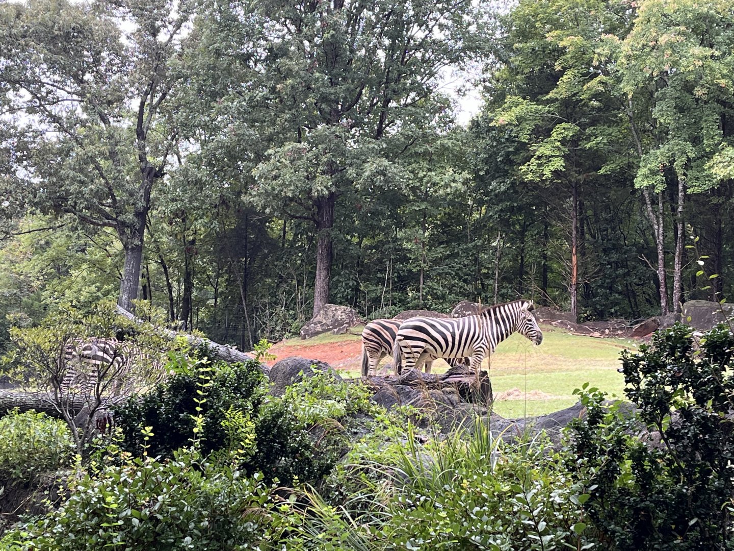 Grant’s Zebras