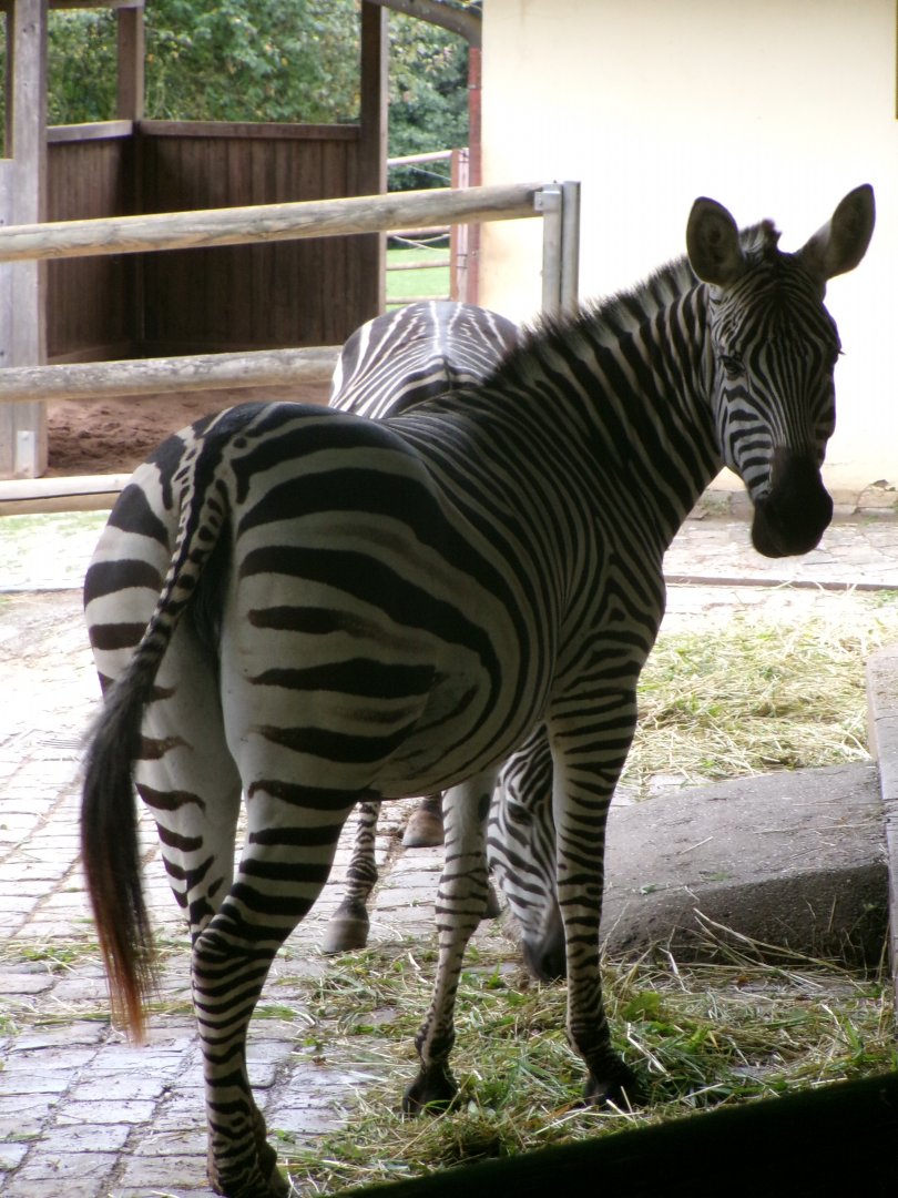 Grant's zebras