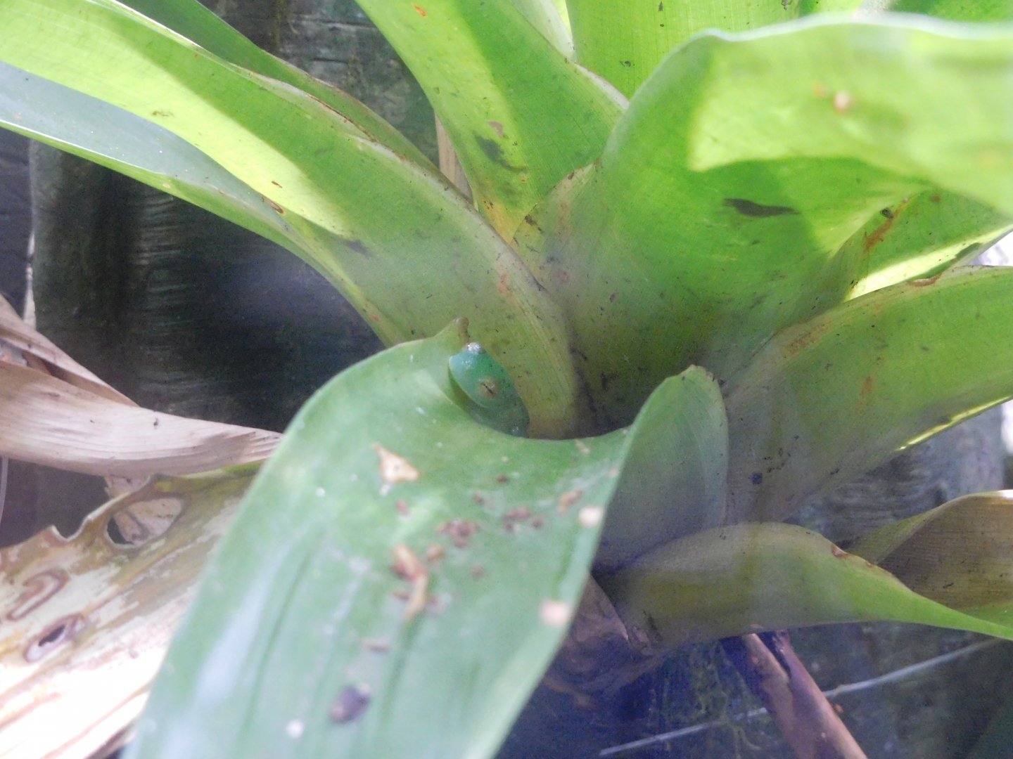 Granular glass frog (Cochranella granulosa)