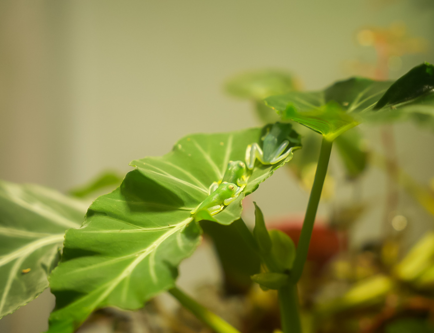 Granular Glass Frogs