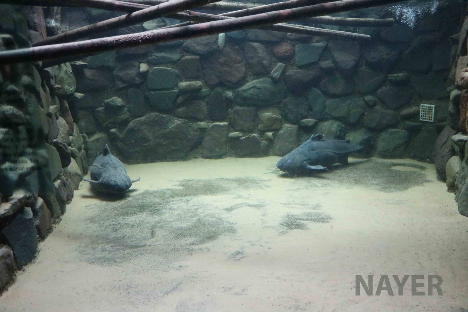 Granulated catfish tank - Mendoza Aquarium, April 2016