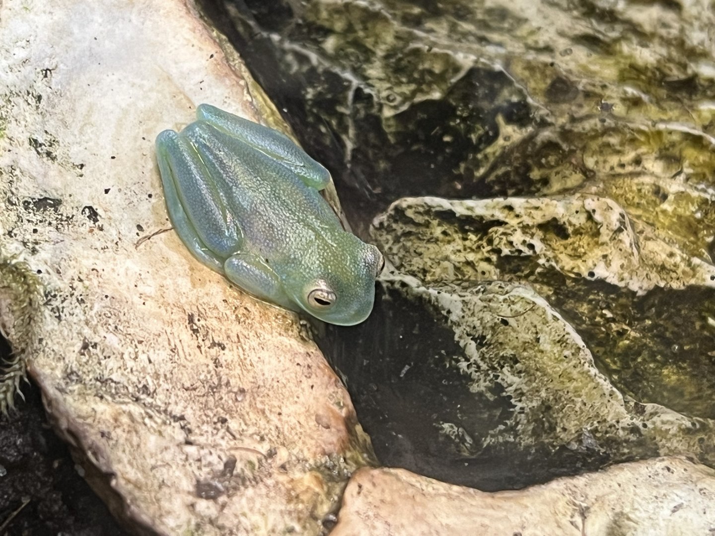 Granulated Glass Frog (Cochranella granulosa)