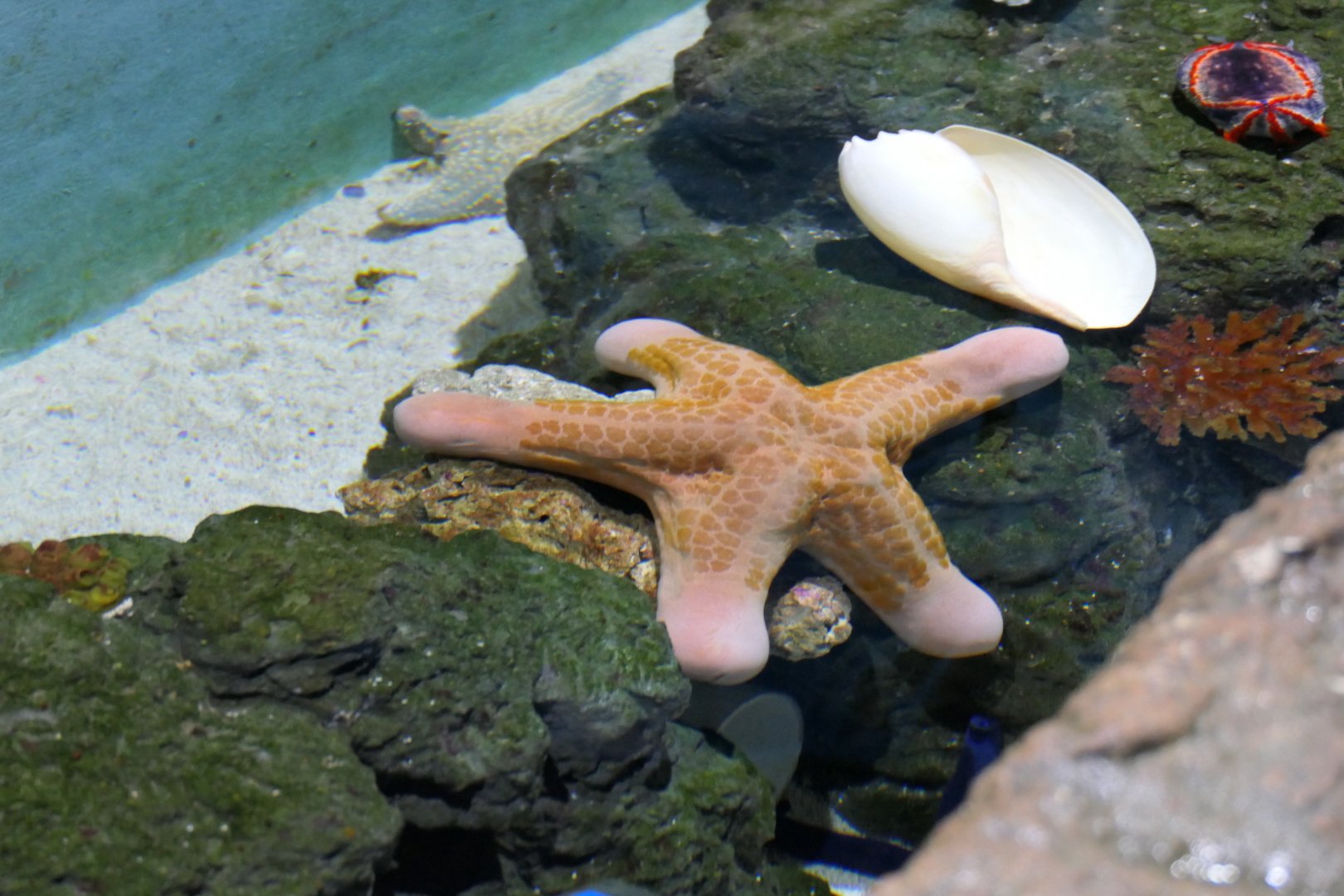 Granulated Sea Star (Choriaster granulatus)