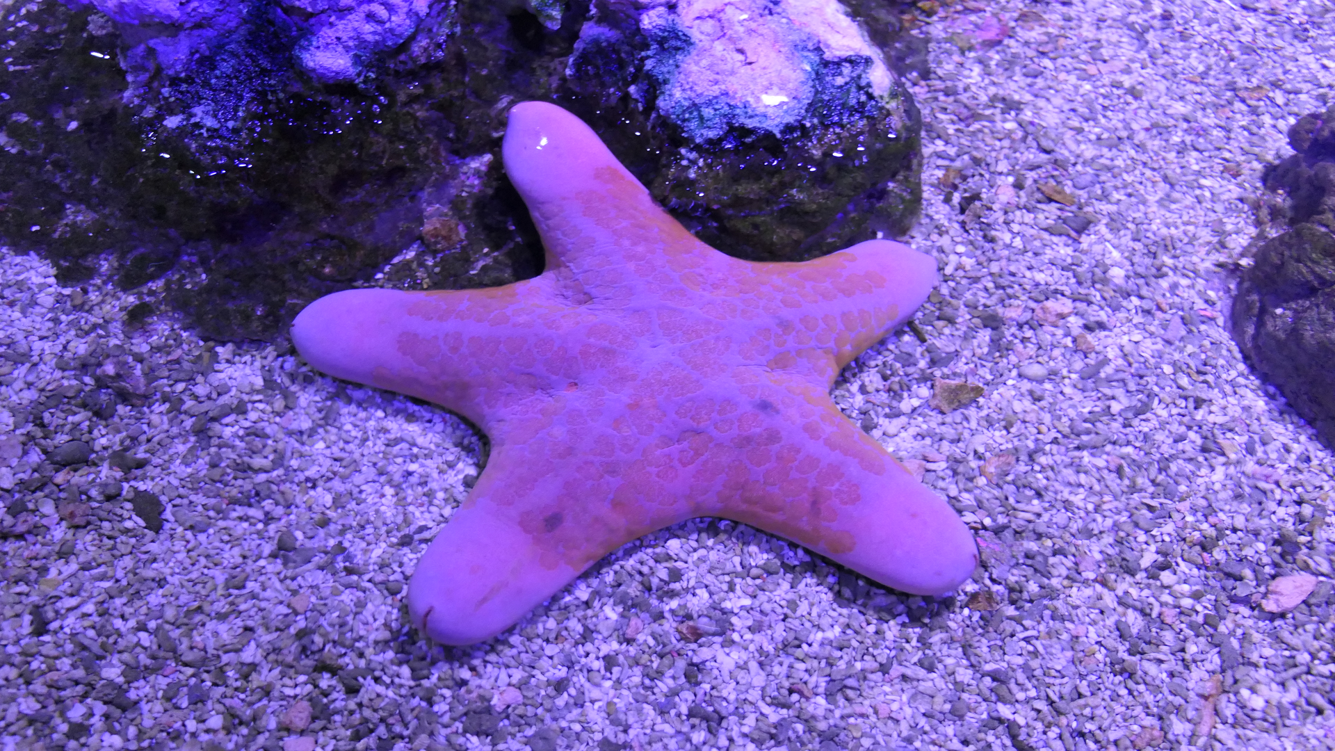 Granulated Sea Star