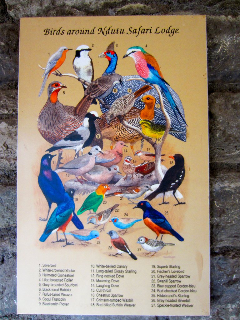 Graphic - Birds of Ndutu Safari Lodge